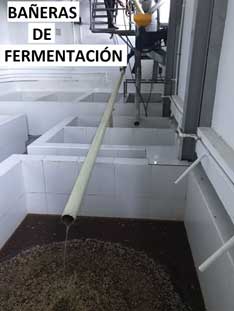 bañeras de fermentación del café